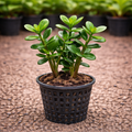 Jade Plant Sapling – Live Lucky Money Plant | Crassula | Feng Shui Succulent