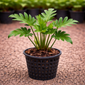 Philodendron Xanadu Plant Sapling – Live Tropical Architectural Indoor Plant
