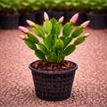 Christmas Cactus Plant Sapling – Live Schlumbergera | Festive Blooming Indoor Cactus