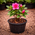 Azalea Flower Plant Sapling – Live Rhododendron | Spectacular Blooming Ornamental Shrub
