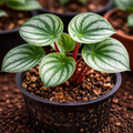 Peperomia Watermelon Plant Sapling – Live Peperomia Argyreia | Stunning Watermelon-Striped Indoor Plant