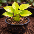 Golden Money Plant Sapling – Live Golden Pothos | Vastu & Feng Shui Prosperity Vine
