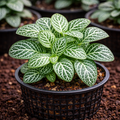Fittonia White Sapling – Live Nerve Plant | Stunning White-Veined Mosaic Plant
