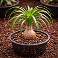 Ponytail Palm Sapling – Live Beaucarnea Recurvata | Elephant Foot Tree | Unique Low Maintenance Indoor Plant