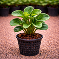 Peperomia Green Plant Sapling – Live Radiator Plant | Compact Low Maintenance Indoor Plant