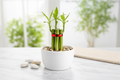 Lucky Bamboo - 3 Stalks with White Pot & Pebbles | Happiness, Wealth & Long Life