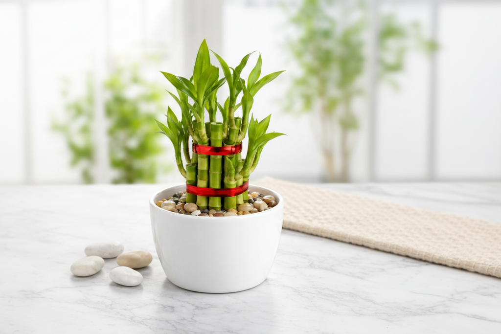 Lucky Bamboo – White Pot & Pebbles(Set of 1–9 Stalks | 1–3 Layers )