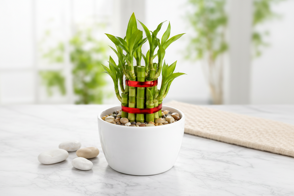 Lucky Bamboo – White Pot & Pebbles(Set of 1–9 Stalks | 1–3 Layers )