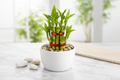 Lucky Bamboo -  with White Pot & Pebbles | Happiness, Wealth & Long Life