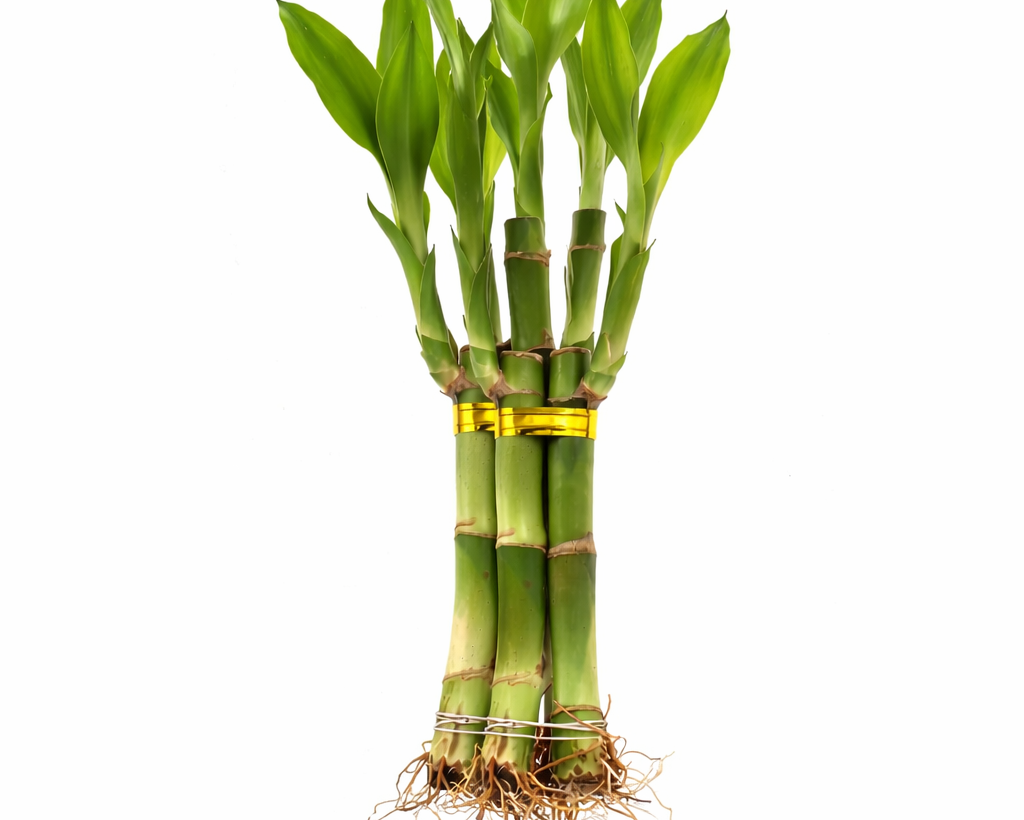 Lucky Bamboo – (Set of 1–9 Stalks | 1–3 Layers )