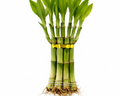 Lucky Bamboo - 7 Stalks  | Good Health & Wellness