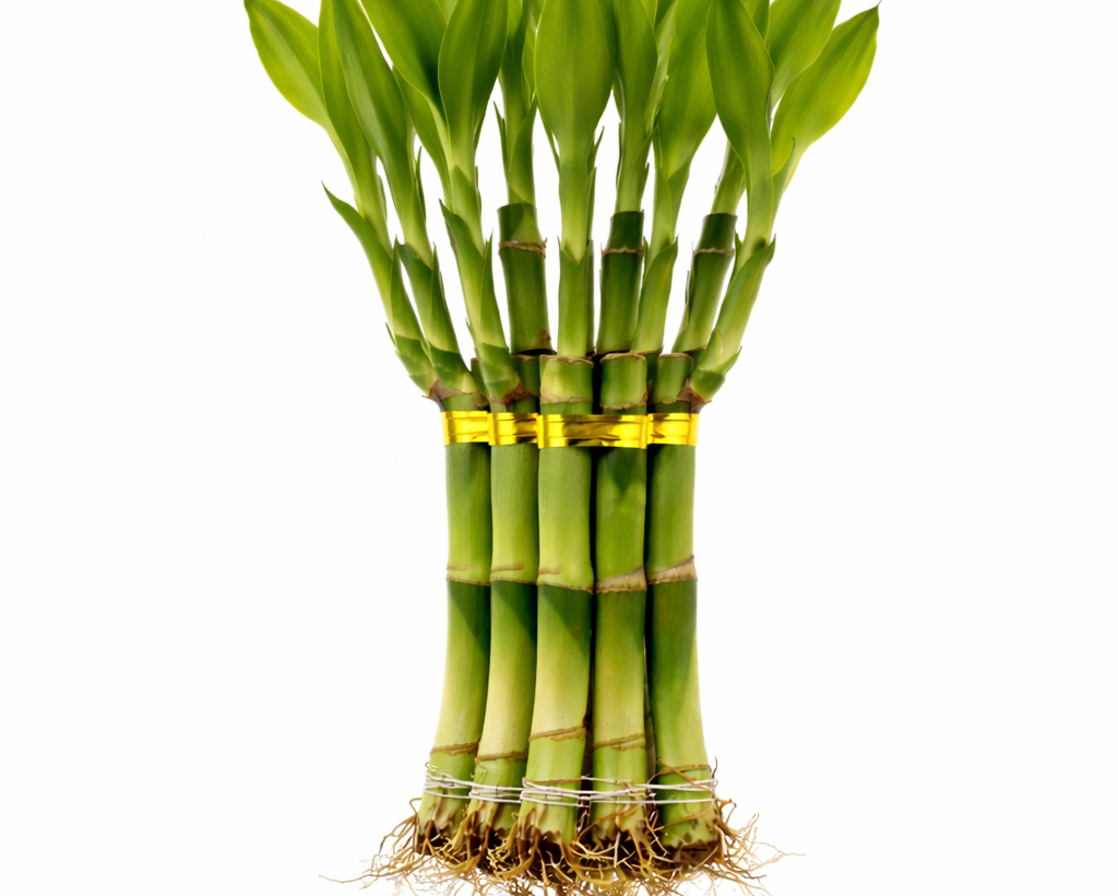 Lucky Bamboo – (Set of 1–9 Stalks | 1–3 Layers )