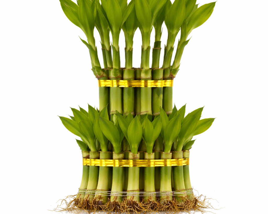 Lucky Bamboo - 2 Layer  | Love & Happiness