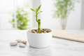 Lucky Bamboo - 1 Stalk with White Pot & Pebbles | Fortune & Good Luck