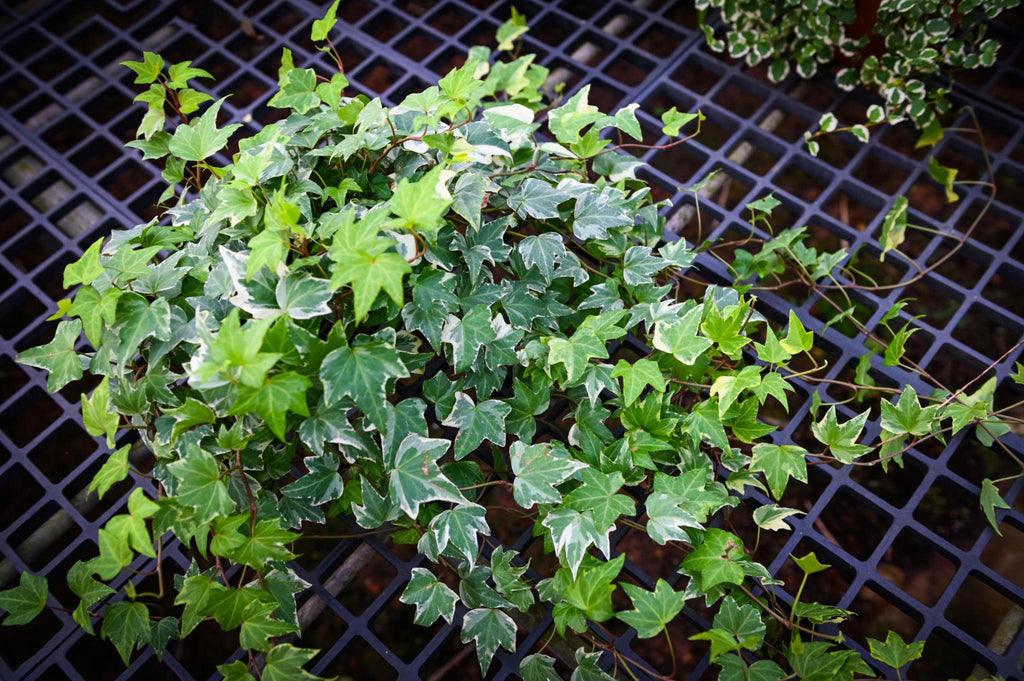 English Ivy Plant Sapling – Live Hedera Helix | Classic Trailing & Climbing Vine | NASA Air Purifier