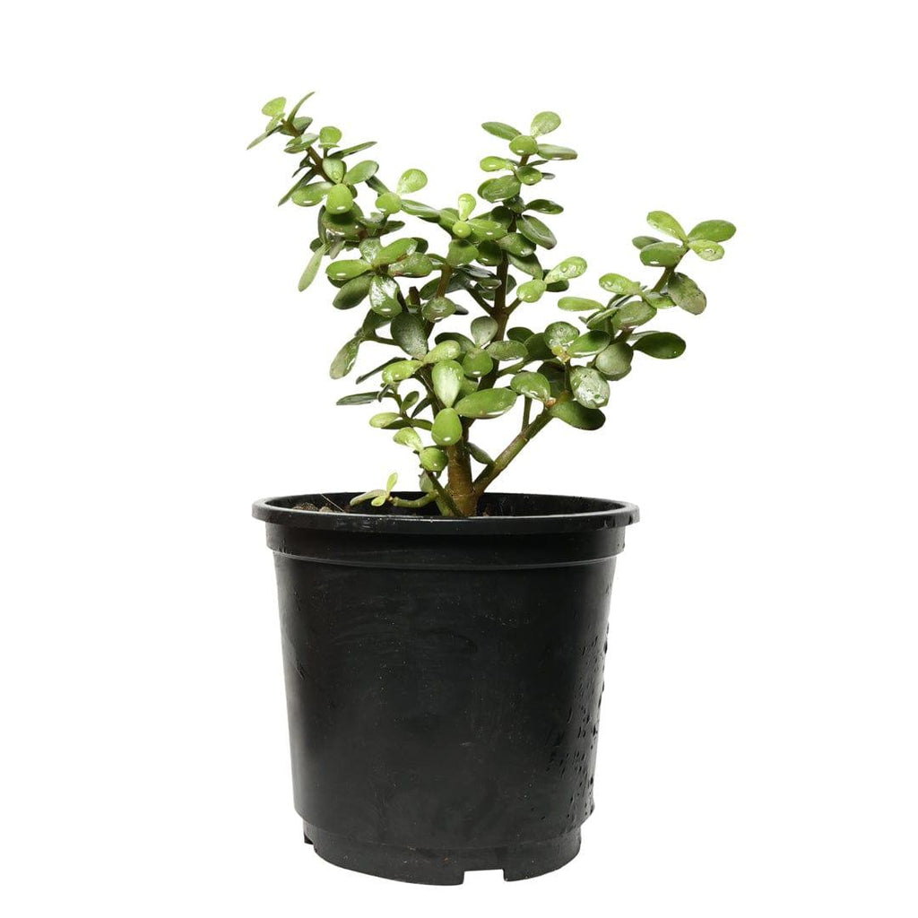 Jade Plant Sapling – Live Lucky Money Plant | Crassula | Feng Shui Succulent