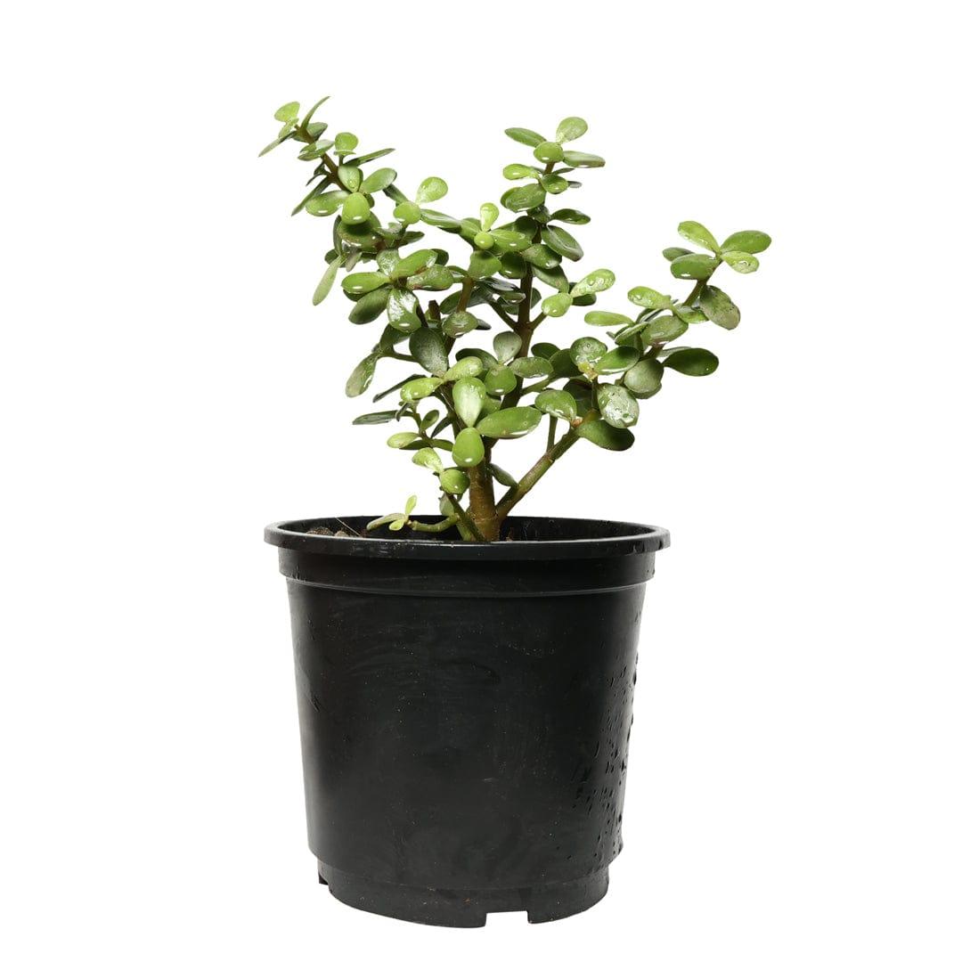 Jade Plant Sapling – Live Lucky Money Plant | Crassula | Feng Shui Succulent