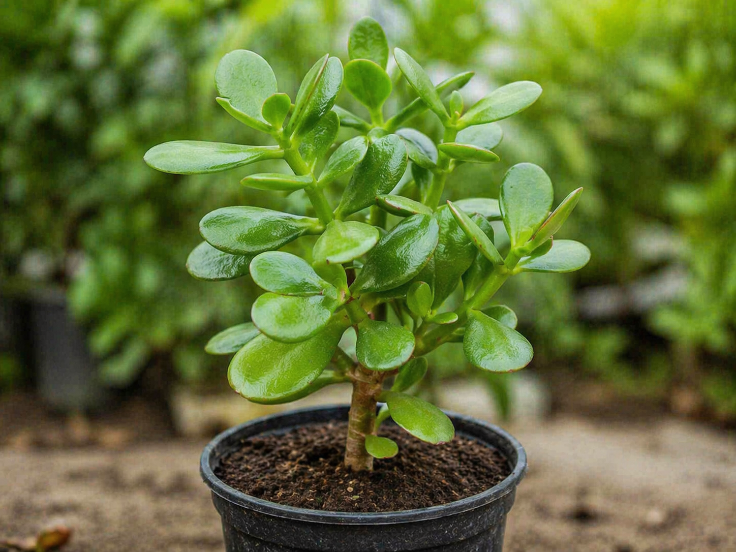 Jade Plant Sapling – Live Succulent | Lucky Money Plant