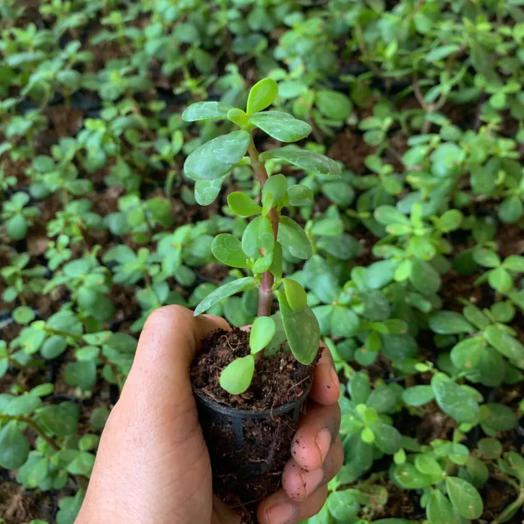 Jade Plant Sapling – Live Succulent | Lucky Money Plant