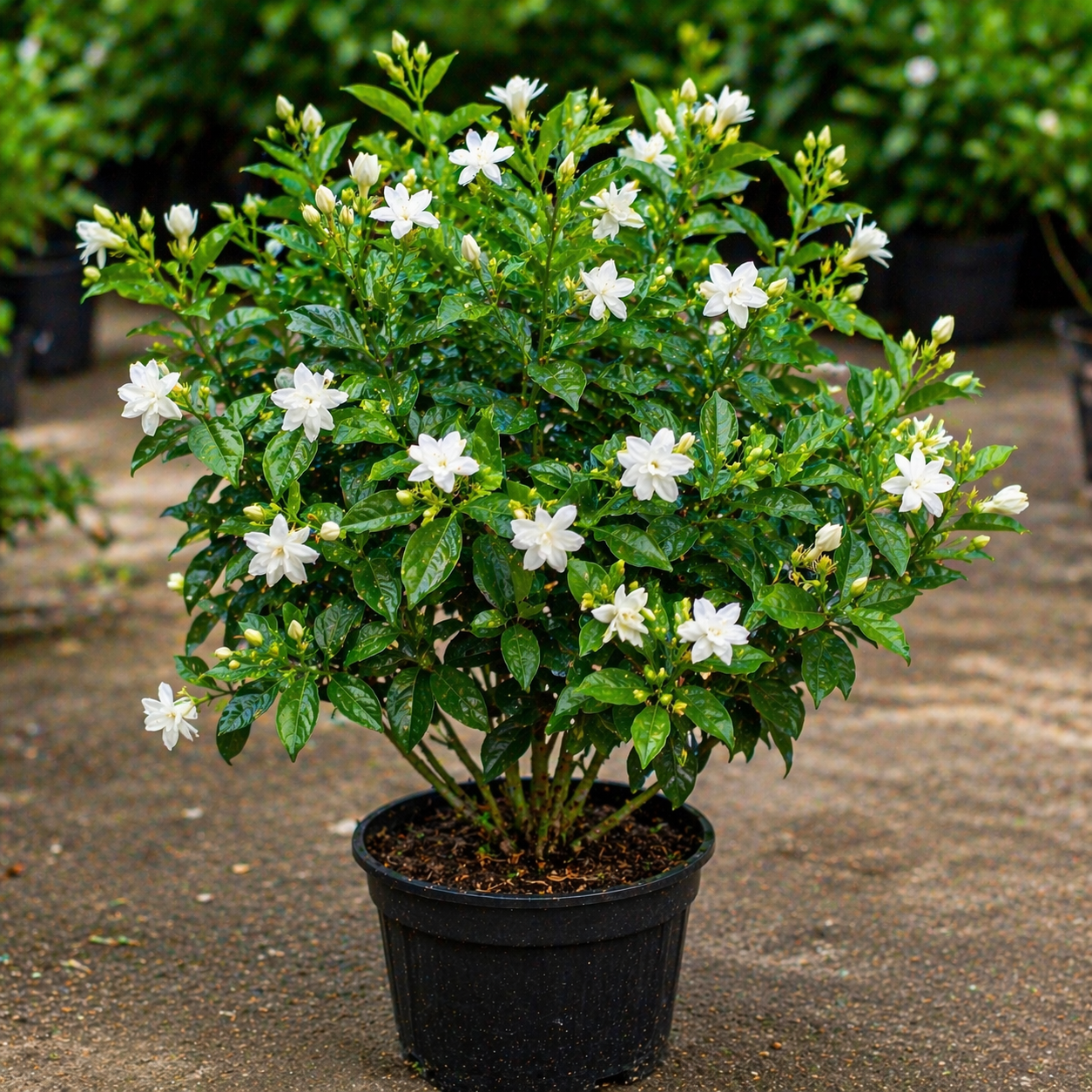 Arabian Jasmine Plant Sapling – Live Fragrant Flowering Plant | Mogra