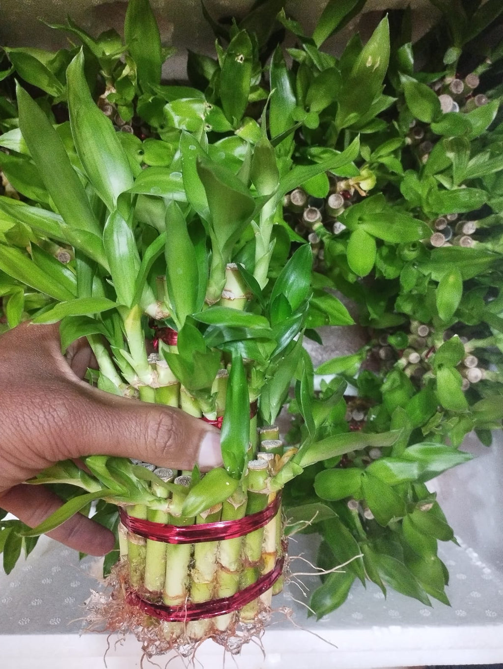 Lucky Bamboo – (Set of 1–9 Stalks | 1–3 Layers )