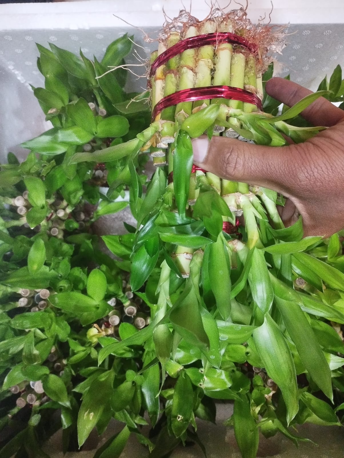 Lucky Bamboo - | Happiness, Wealth & Long Life