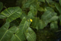 Philodendron Burle Marx Plant Sapling – Live Philodendron Burle-Marxii | Lush Tropical Foliage | Easy Care Indoor Plant