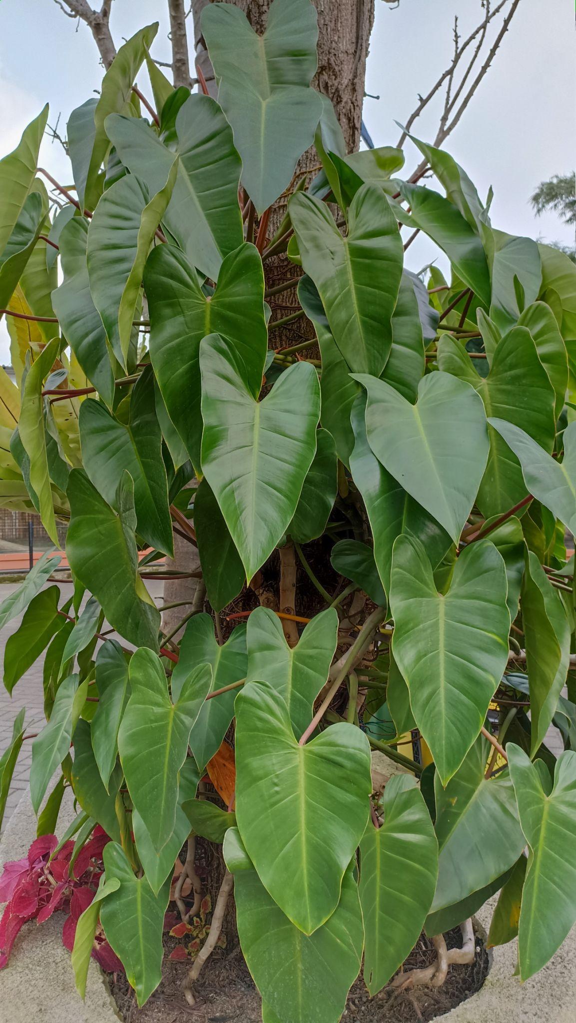Philodendron Burle Marx Plant Sapling – Live Philodendron Burle-Marxii | Lush Tropical Foliage | Easy Care Indoor Plant