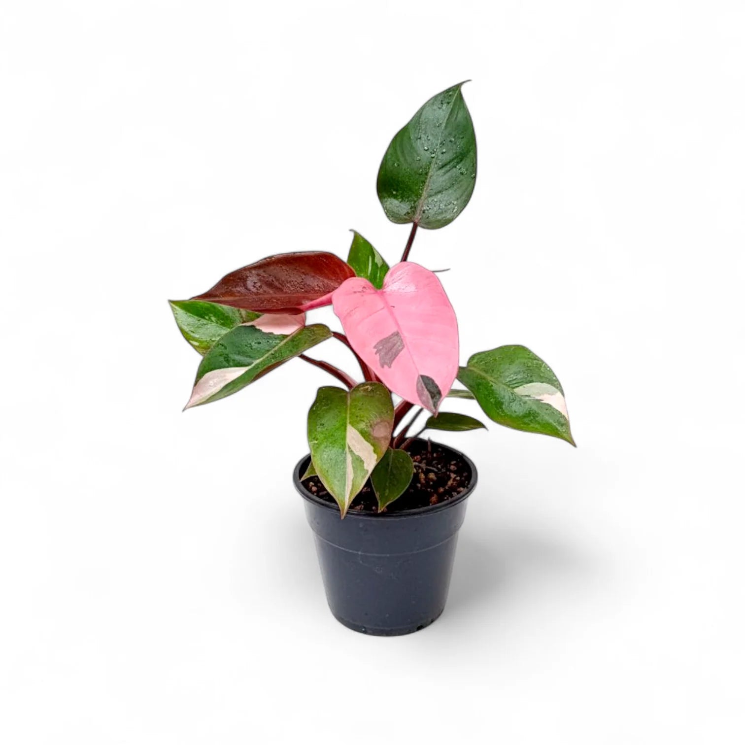 Philodendron Pink Princess Plant Sapling – Live Rare Variegated Indoor Plant