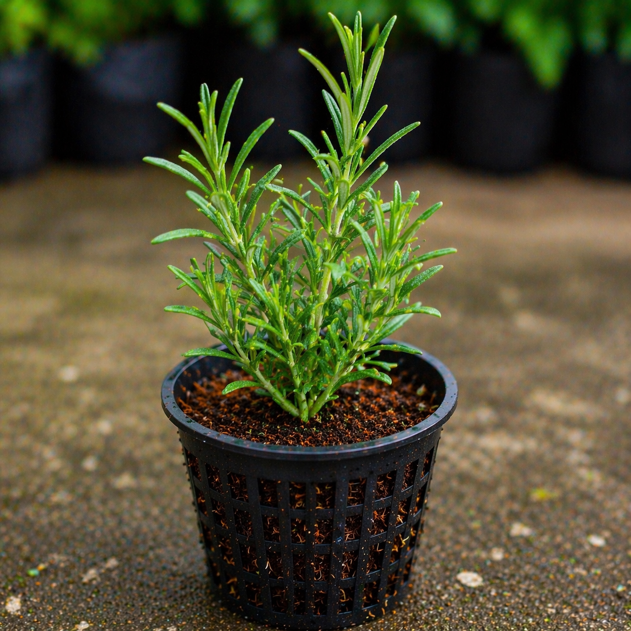 Rosemary Plant Sapling – Live Aromatic Herb | Memory & Wellness Herb