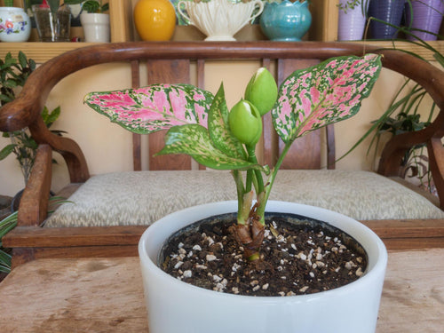 Aglaonema Pink Valentine Plant Sapling – Live Chinese Evergreen | Stunning Pink & Green Indoor Plant