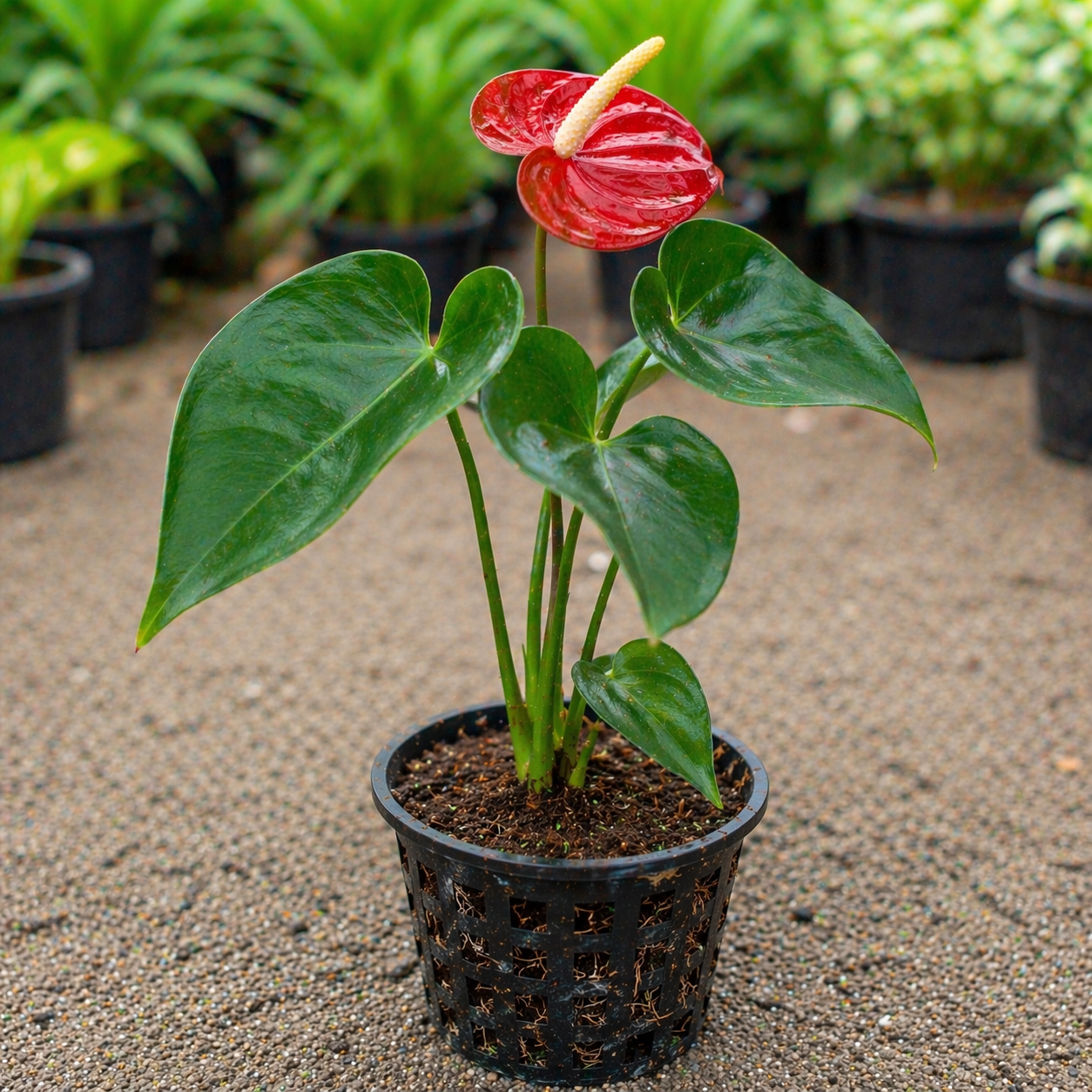 Anthurium Plant Sapling – Live Exotic Flamingo Flower | Long-Lasting Blooms