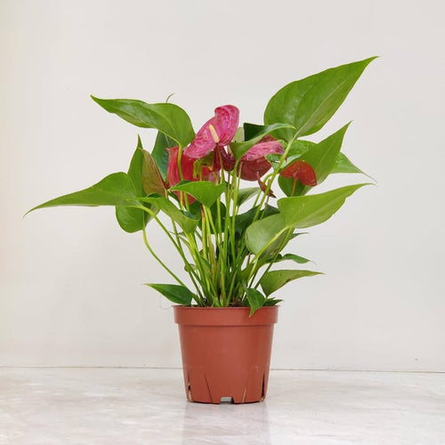 Anthurium Plant Sapling – Live Exotic Flamingo Flower | Long-Lasting Blooms