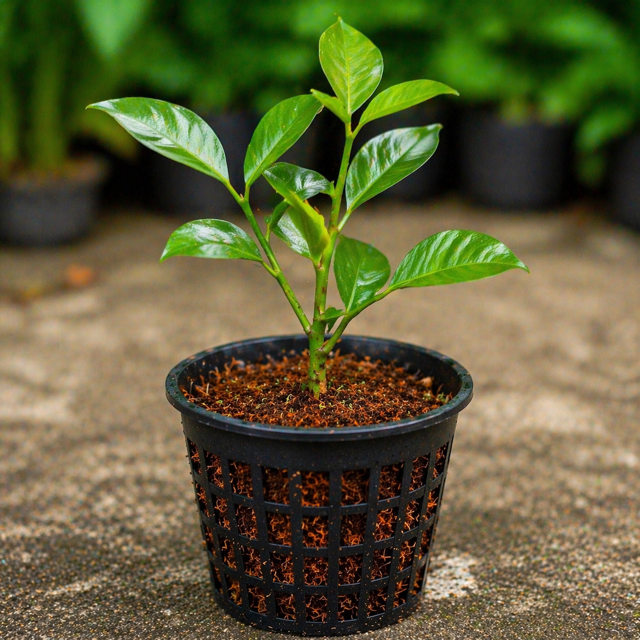 Arabian Jasmine Plant Sapling – Live Fragrant Flowering Plant | Mogra