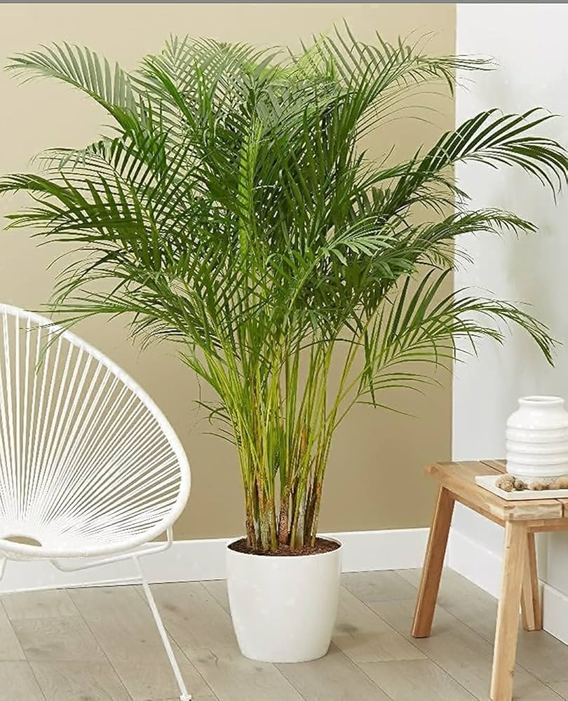 Areca Palm Sapling – Live Indoor Air Purifying Tropical Plant