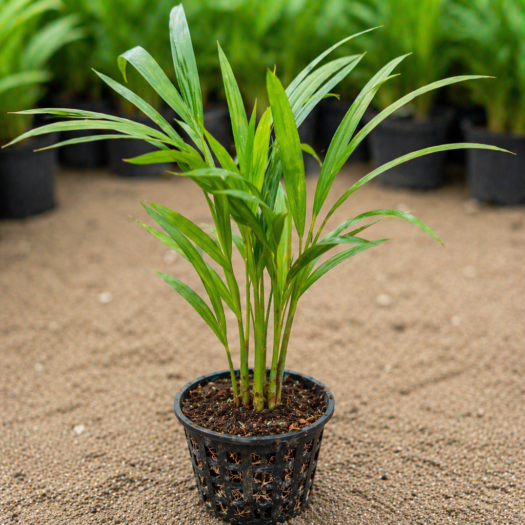 Areca Palm Sapling – Live Indoor Air Purifying Tropical Plant