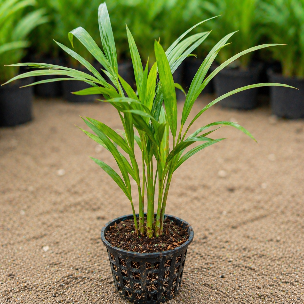Areca Palm Sapling – Live Indoor Air Purifying Tropical Plant