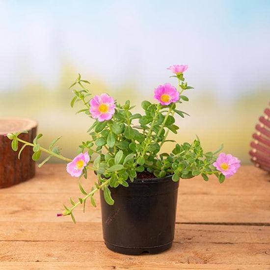 Portulaca Plant Sapling – Live Sun-Loving Flowering Succulent | Multi-Colour Blooms | 3–5 Inches