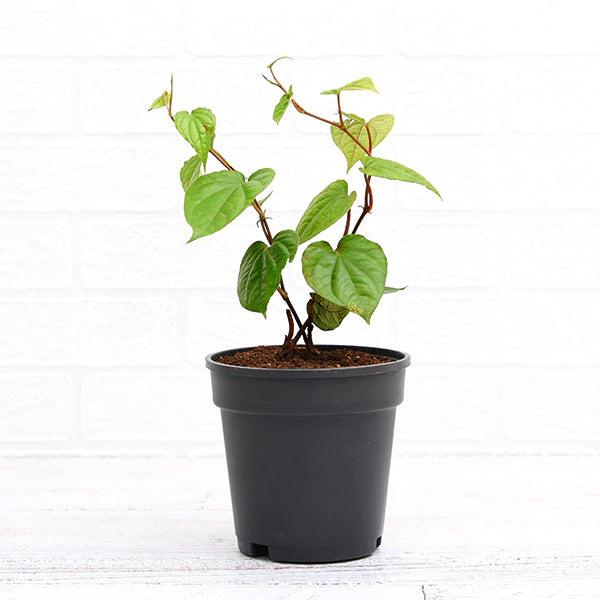 Betel Paan Sapling – Live Sacred Piper Betle | Medicinal & Culinary Vine