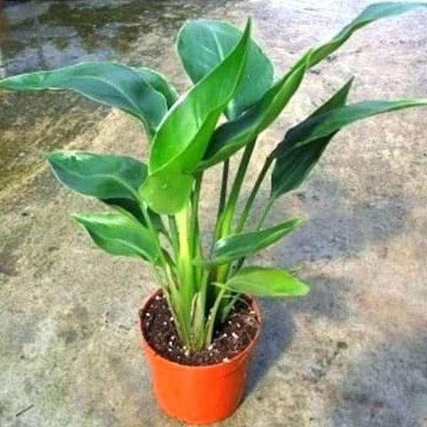Bird of Paradise Plant Sapling (1pc) – Live Tropical Statement Plant | Strelitzia