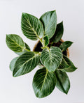 Philodendron Birkin Plant Sapling – Live Rare White Pinstripe Indoor Plant