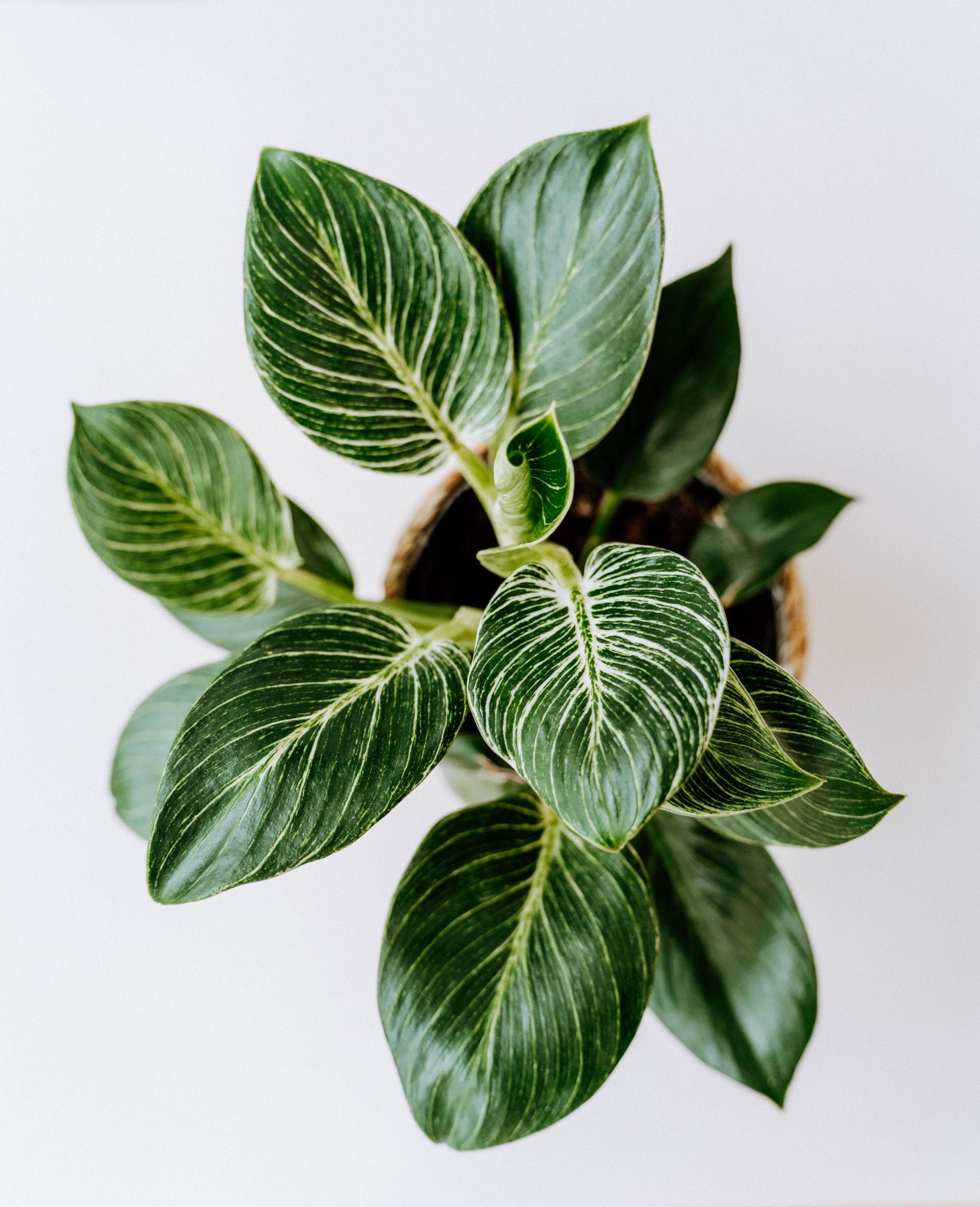 Philodendron Birkin Plant Sapling – Live Rare White Pinstripe Indoor Plant
