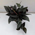 Black Money Plant Sapling – Live Rare Black Leaf Epipremnum | Dark Dramatic Indoor