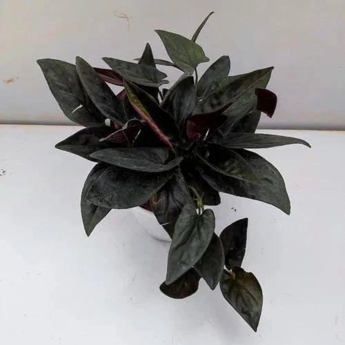 Black Money Plant Sapling – Live Rare Black Leaf Epipremnum | Dark Dramatic Indoor