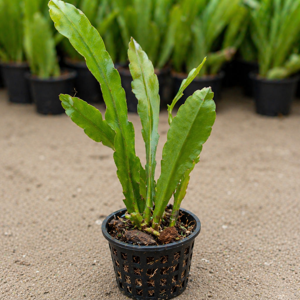 Brahma Kamal Plant Sapling – Live Sacred Night-Blooming Flower