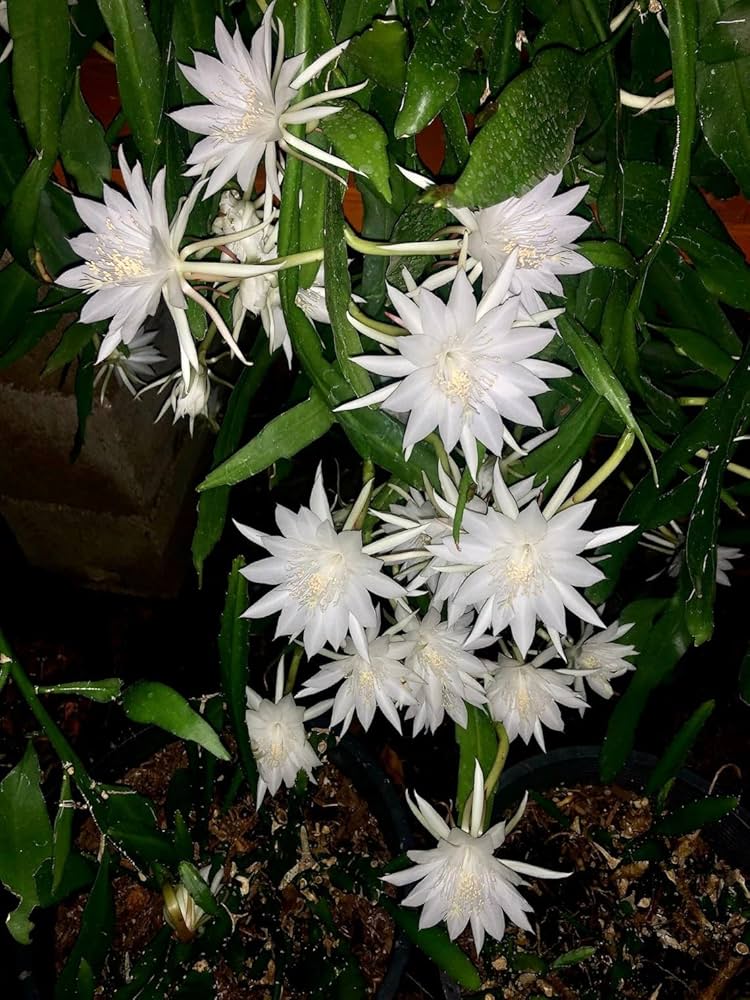 Brahma Kamal Plant Sapling – Live Sacred Night-Blooming Flower