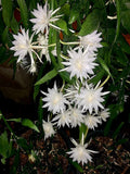 Brahma Kamal Plant Sapling – Live Sacred Night-Blooming Flower