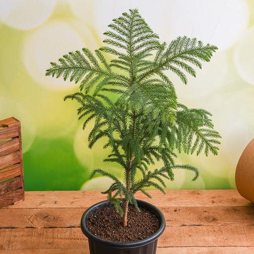 Christmas Tree Plant Sapling (1pc) – Live Araucaria Heterophylla | Norfolk Island Pine | Festive Indoor Tree |