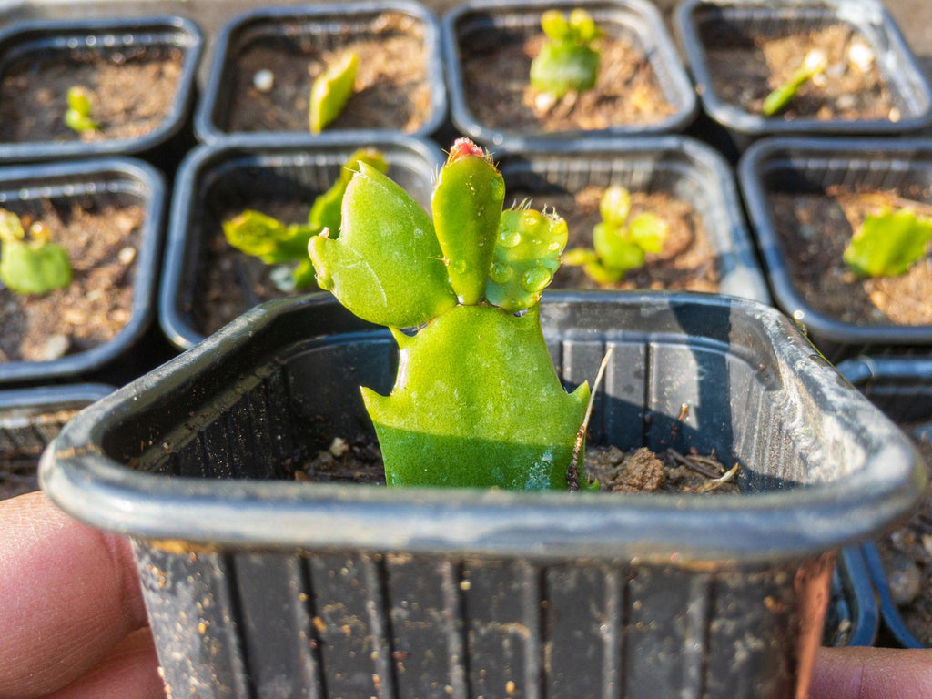 Christmas Cactus Plant Sapling – Live Schlumbergera | Festive Blooming Indoor Cactus