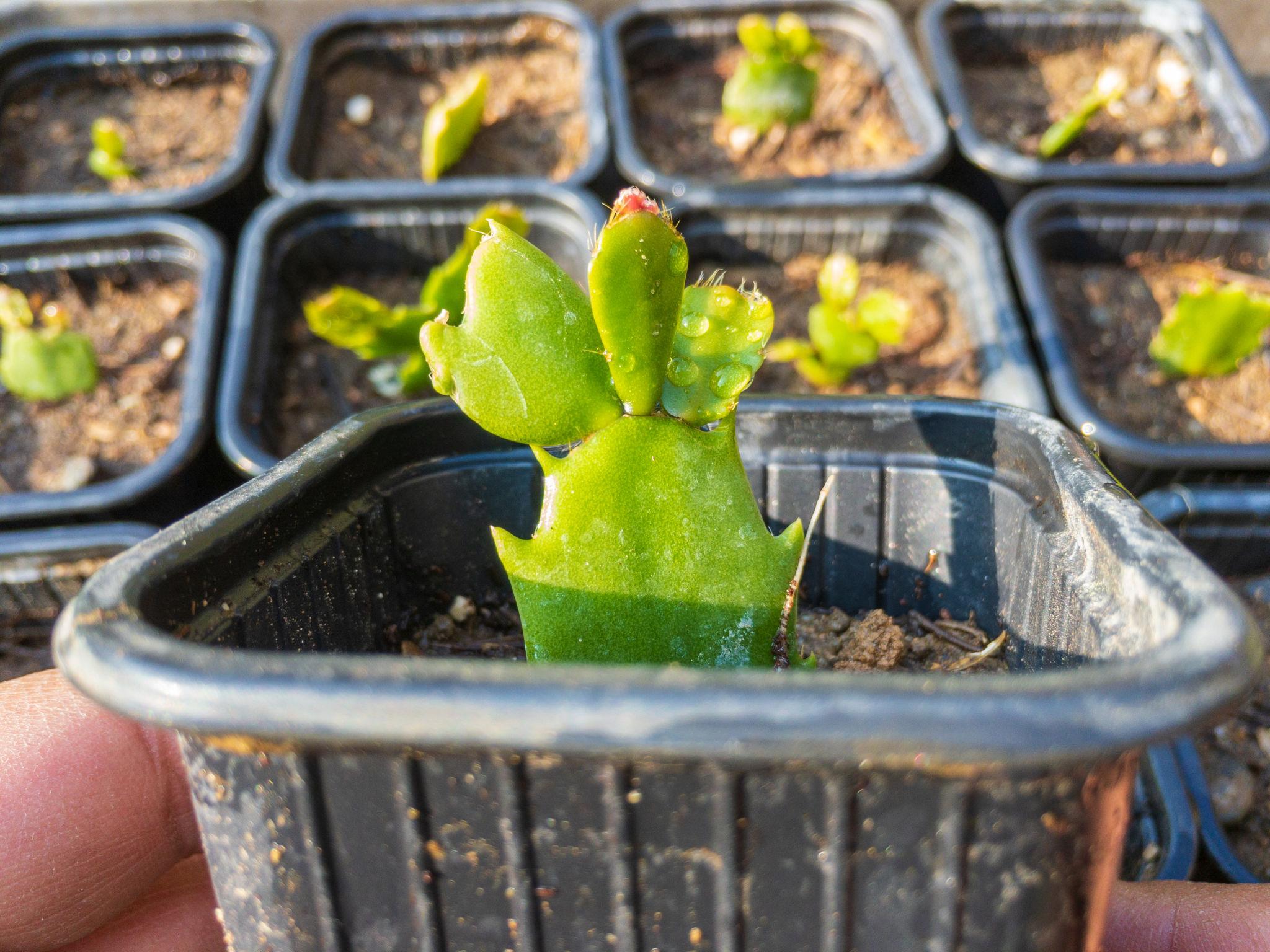 Christmas Cactus Plant Sapling – Live Schlumbergera | Festive Blooming Indoor Cactus